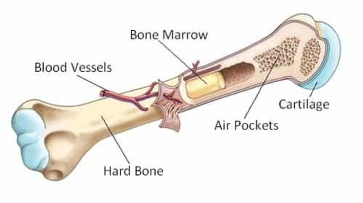 bone-marrow-transplant-cost-india