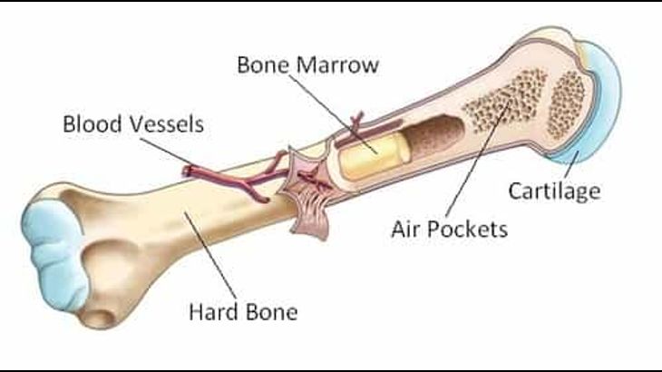 أنواع عمليات زرع نخاع العظام