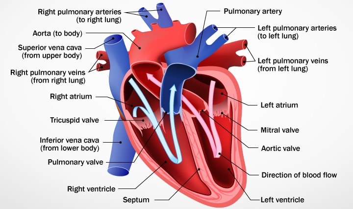 heart-valve-repair